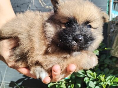 WhatsApp Slika 2025-10-17 u 20.26.13_685f2167 WhatsApp Slika 2025-10-17 u 20.26.13_685f2167