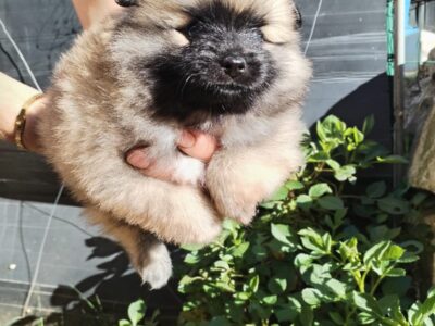 WhatsApp Slika 2025-10-17 u 20.26.13_7d4228a4 WhatsApp Slika 2025-10-17 u 20.26.13_7d4228a4